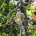 gabar goashawk bird in tree