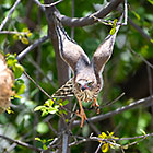 gabar goashawk bird flying off tree