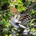gabar goashawk bird raiding weaver nest