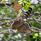 gabar goashawk bird raiding weaver nest