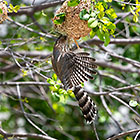 gabar goashawk bird raiding weaver nest