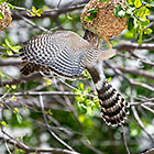 gabar goashawk bird raiding weaver nest