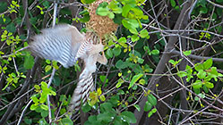 gabar goashawk bird raiding weaver nest