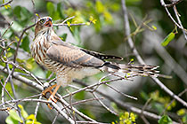 gabar goashawk bird in tree
