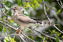 gabar goashawk bird in tree