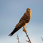greater kestrel bird on branch