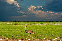 kori bustard bird in mating parade