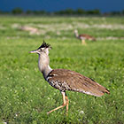 kori bustard bird in mating parade