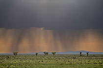 isolated trees under stormy clouds