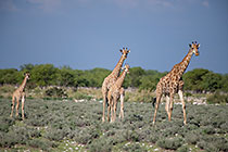 giraffes walking in grassy plain
