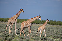 giraffes walking in grassy plain