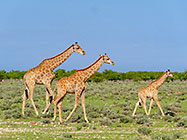 giraffes walking in grassy plain