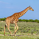 giraffes walking in grassy plain