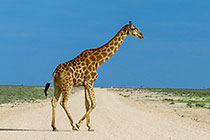 giraffe crossing road