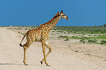 giraffe crossing road