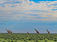 giraffes walking in grassy plain