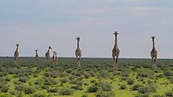 giraffes walking in grassy plain