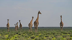 giraffes walking in grassy plain