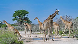 giraffes drinking in pothole on road