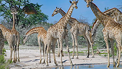 giraffes drinking in pothole on road