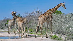 giraffes drinking in pothole on road