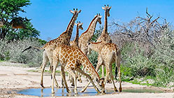 giraffes drinking in pothole on road