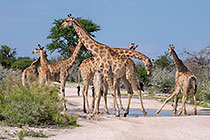 giraffes drinking in pothole on road