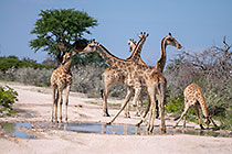 giraffes drinking in pothole on road