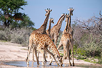 giraffes drinking in pothole on road