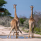 giraffes drinking in pothole on road