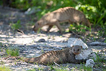 banded mangoose laying in shade