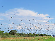 hundred of yellow-billed kite birds hunting over road