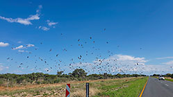 hundred of yellow-billed kite birds hunting over road