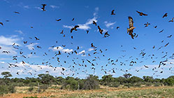 hundred of yellow-billed kite birds hunting over road
