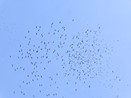 hundred of birds abdim storks flying high in the sky