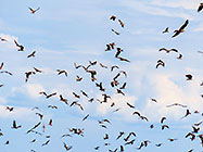hundred of yellow-billed kite birds hunting in the sky