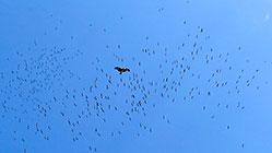 hundred of birds abdim storks flying high in the sky