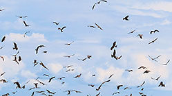 hundred of yellow-billed kite birds hunting in the sky