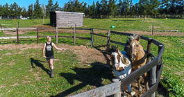 Enya training Etosha & XXX in padock