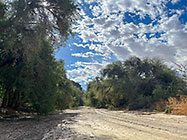 green trees along riverbed
