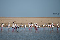 flamingo birds in lagoon