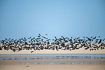 thousands of cormoran birds flying along beach