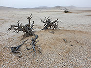 tortuous bush in salt pan under mist
