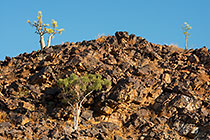 isolated trees on rocky hill