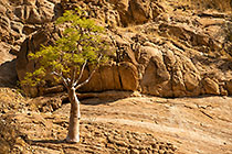 isolated tree on rocky hill