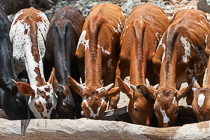 cows drinking water