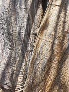 baobab bark