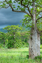 baobab trees in green field