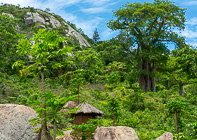 hut on rock near baoba tree 