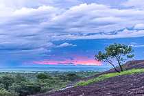 tree on rock & valley at sunset